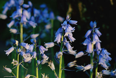 Close-up of purple flowering plants