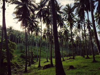 Scenic view of palm trees on field against sky