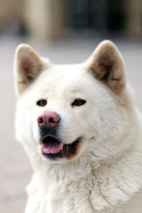 Close-up portrait of white dog