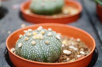 High angle view of potted plant in bowl on table