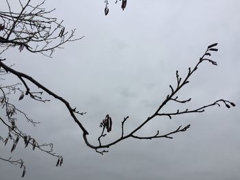 Low angle view of silhouette bird on branch against sky