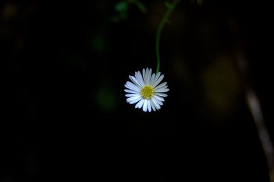 Close-up of white daisy flower against black background