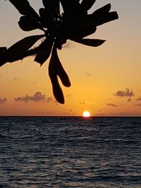 Silhouette plant by sea against sky during sunset