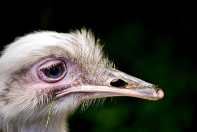 Close-up of a bird