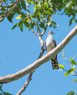 Low angle view of bird perching on branch against sky