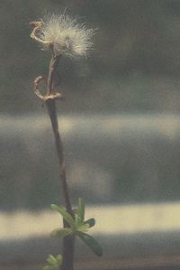 Plants growing in the dark