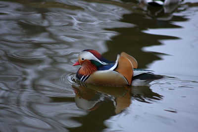 Duck swimming in a lake