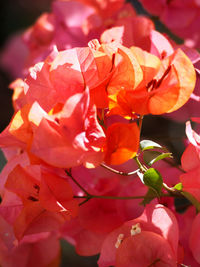 Close-up of bougainvillea blooming outdoors