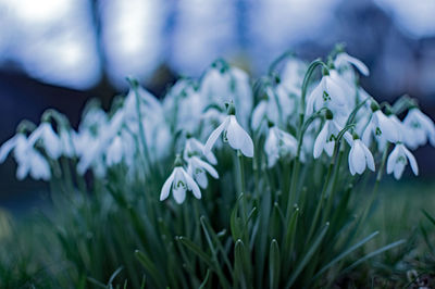 Close-up of snowdrops blooming outdoors