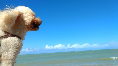 Close-up of dog on beach against sky