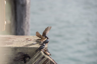 Close-up of bird flying over wooden post