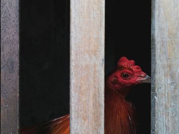 Close-up of rooster in cage