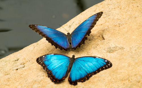 Close-up of butterfly perching on leaf