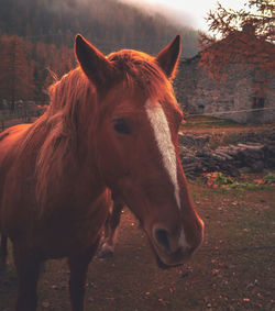 Horse standing in ranch