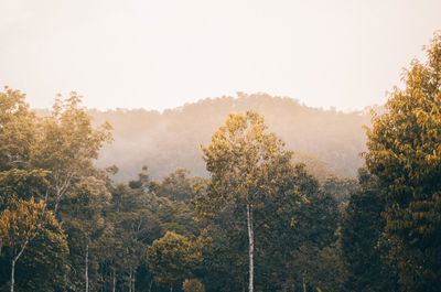 Trees in forest against clear sky