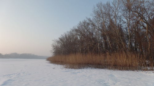 Bare trees on field against sky during winter