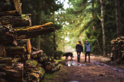 People standing on tree trunk in forest