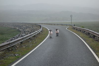 High angle view of sheep walking on road