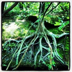 Trees in forest