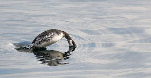 High angle view of duck swimming in lake