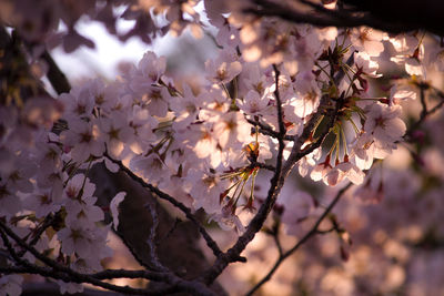 Close-up of cherry blossoms in spring