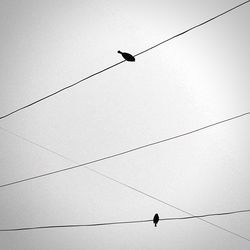 Low angle view of birds perching on power line
