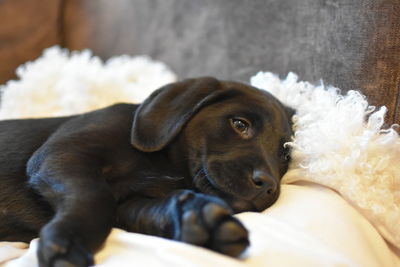 Portrait of puppy resting at home