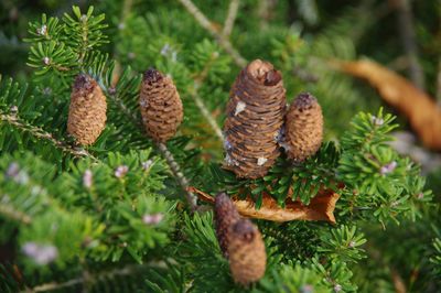 Close-up of pine cone on field