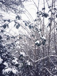 Low angle view of snow covered tree