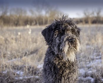 Portrait of dog on field during winter