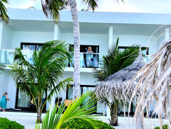 Palm trees and plants outside house