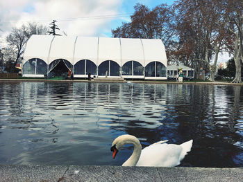 Swan swimming in a lake