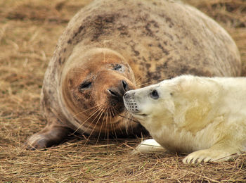 Sheep resting in a farm