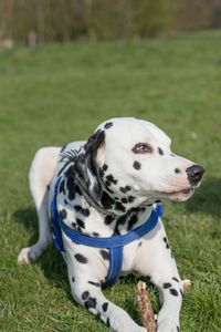 Close-up of dog on field