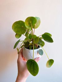 Close-up of hand holding plant against wall