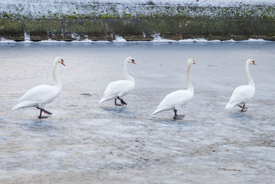 Swans and ducks in water