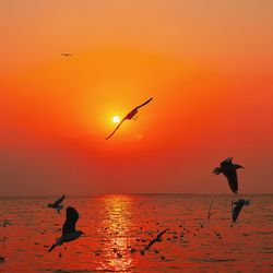 Silhouette birds flying over sea against orange sky