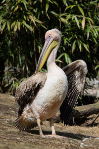 Close-up of pelican perching on field