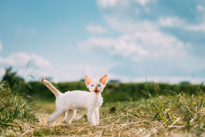 Cat on field