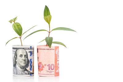 Close-up of potted plant against white background