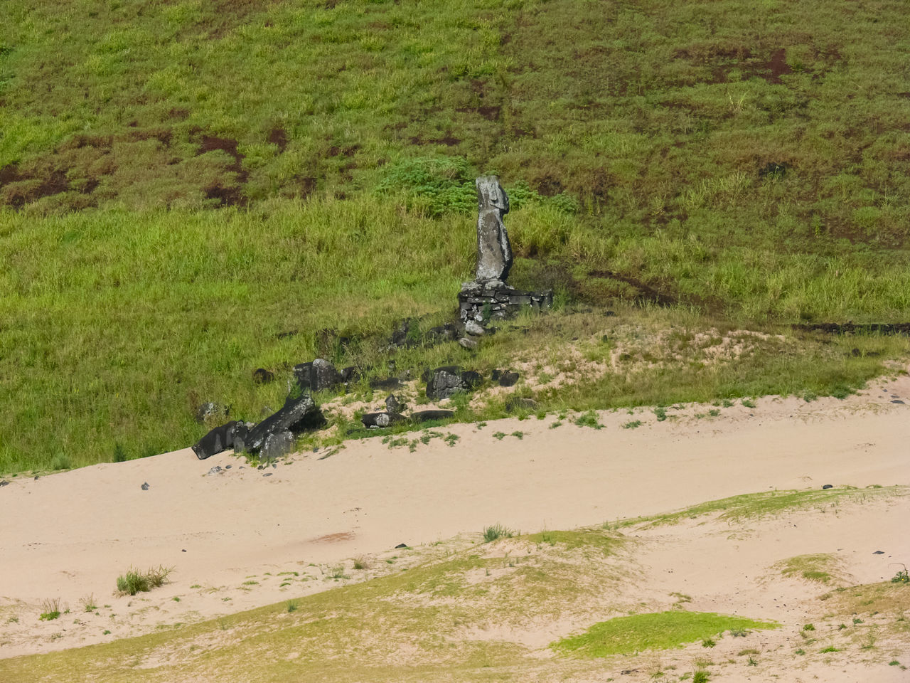 VIEW OF GIRAFFE ON FIELD