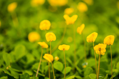 Close-up of yellow flowering plant