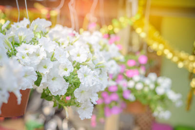 Close-up of flowers against blurred background