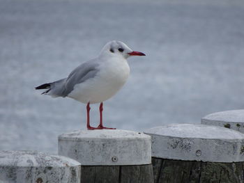 Seagull perching on wooden post