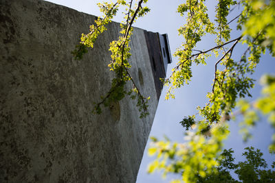 Low angle view of leaves against sky