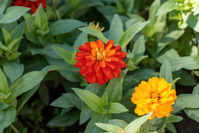 Close-up of red flowering plant