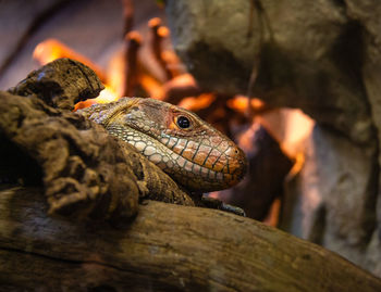 Close-up of lizard on wood