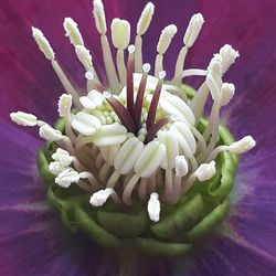 Close-up of fresh flowers in bloom