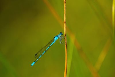 Close-up of damselfly on green leaf