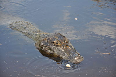 High angle view of crocodile swimming in lake